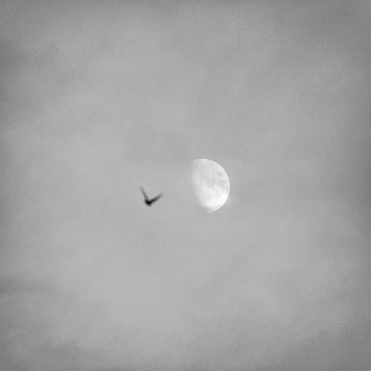 Ascend - A photo of a bird rising towards the moon