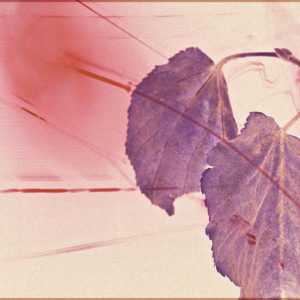 Midnight Leaves - Fine Art Multiple Exposure Photo