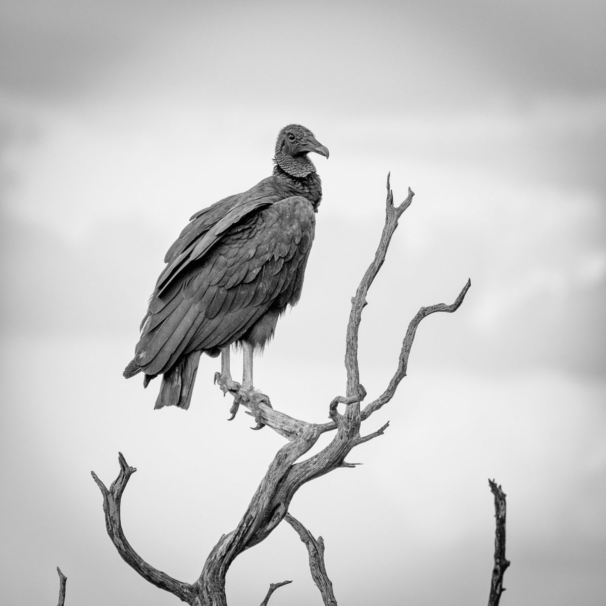 Old Baldy Buzzard - Black and White Photograph by Matt Mikulla