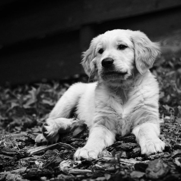 Black and white photograph of a Golden Retriever puppy laying down